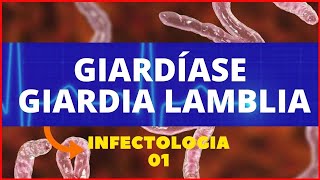 GIARDÍASE  GIARDIA LAMBLIA GIARDIA  PARASITOLOGIA INFECTOLOGIA [upl. by Melise]