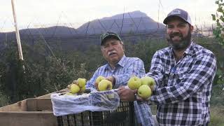 Manzanas de Coahuila [upl. by Yllod]