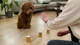 Labradoodle puppy playing ball and cup [upl. by Eocsor]