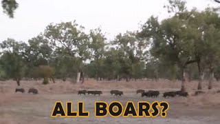 15 BOARS in 1 mob PIG HUNTING IN AUSTRALIA [upl. by Berget587]