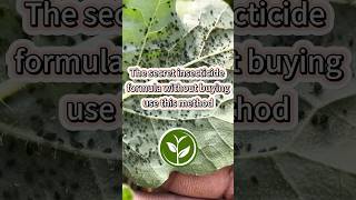 The secret insecticide formula without buying use this method shortvideo youtubeshorts howto [upl. by Thisbe]