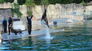 Visite du Zoo de Beauval  Spectacle dOtarie 🎥🐾 [upl. by Pagas449]