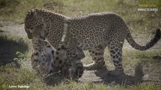 Leopardo Briga Com 50 Babuínos O Que Acontece A Seguir  Animais Selvagens [upl. by Hairahcez]