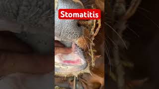 Stomatitis l Dr Umar Khan [upl. by Alethea]