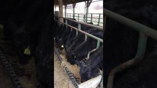 Weaned calves eating [upl. by Simpson385]