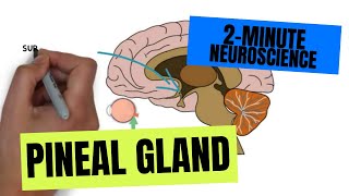 2Minute Neuroscience Pineal Gland [upl. by Olodort]