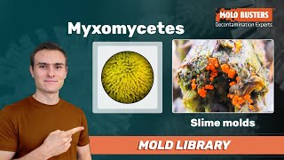 Myxomycetes  Mold Library [upl. by Yelda]