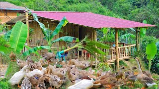 FULL VIDEO How to remodel a beautiful and cool bamboo house take care of ducks build a farm [upl. by Dnalyar]