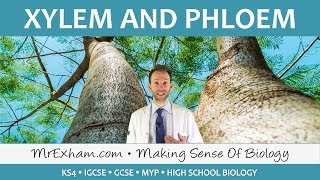 Transport in plants  Xylem and Phloem  GCSE Biology 91 [upl. by Notyrb]