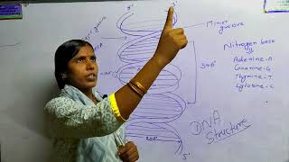 DNA Structure and function of Deoxyribonucleic Acid DNAMashardestudyworld2644 [upl. by Anirtep26]