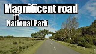 I discovered an amazing Forest road in the New Forest National Park [upl. by Hnil]