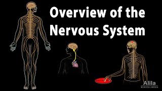 Overview of the Nervous System Animation [upl. by Leeke73]