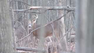 cerf de virginie période du rut part 4 longueuil [upl. by Biagio]