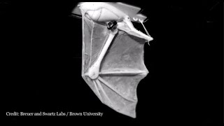 Meet Robat Brown Universitys Robotic Bat Wing [upl. by Velleman]