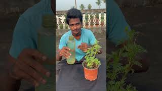 మొక్కకు మద్యం పోయడం what will happened pouring alcohol to the plant youtubeshorts [upl. by Festus905]