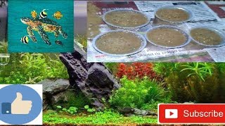 How to grow Aquatic Plants from Seed video in HindiUrdu [upl. by Madelene]