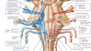 Glossopharyngeal intro 3 [upl. by Lenad295]