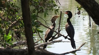 RÉSERVE ÉCOLOGIQUE ESTERO DEL YUGO  MAZATLAN  MEXIQUE [upl. by Shayn]