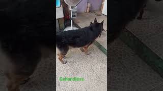 Pitbull vs chihuahua  Pelea de perros pastor aleman de referi [upl. by Llered]