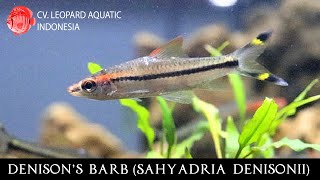 Sahyadria denisonii The CLASSICAL Red Line Torperdo Barb Leopard Aquatic U050C [upl. by Rahr]