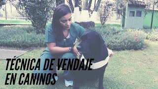 ¡Tutorial de VENDAJE en Caninos útil y práctico [upl. by Vesta425]