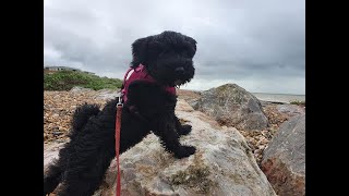 Duchess the 13 week old Mini Schnauzer Puppy  2 Week Socialisation amp 2 Weeks Training [upl. by Carothers]