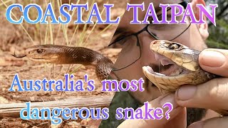 Australias MOST DEADLY snake  The coastal taipan [upl. by Yrrab]