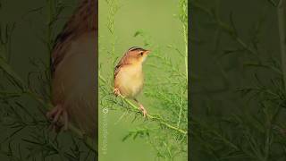 Zitting cisticola Bird voice mimic species no5 Birdman Sumedh [upl. by Ode]