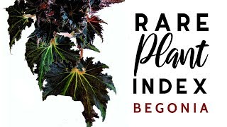 Rare Plant Index 6  Begonia  Uncommon to Extremely Rare Plants [upl. by Nas]