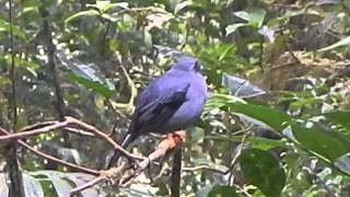 Black Faced Solitaire singing [upl. by Redman]