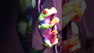 Red Eyed Tree Frog Agalychnis Callidryas frog reptiles animals nature wildlife shorts [upl. by Ataeb]