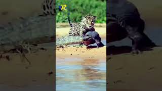 Vanity Turns Its Owner From A Hunter Into A Prey  Jaguar VS Crocodile  VRchou jaguar crocodile [upl. by Cassy]