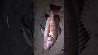 mangrove Jack Fishing in Goa [upl. by Aiz]