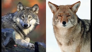 Wolves VS Coyotes A Comparison [upl. by Tnomed]