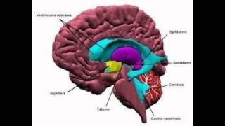 Neuromielitis [upl. by Buffum]