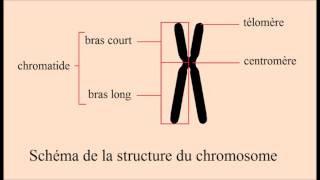 Chapitre VIII  Le chromosome au cours du cycle cellulaire [upl. by Mcgruter]