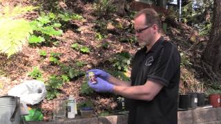 How to root hardwood semihardwood and softwood cuttings [upl. by Melliw]