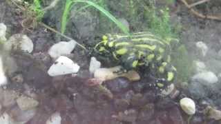 Corroboree Frog Feeding [upl. by Cleodell]