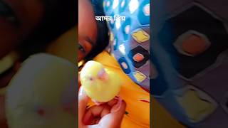 খুবই আদুরী।mylovebird lovebird sweetbird [upl. by Hastings]