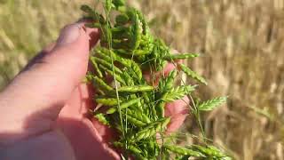 Rye brome Bromus secalinus a forgotten wild cereal of Europe Its grains eaten till early 20 th c [upl. by Muns3]