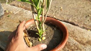 song of India plant Dracaena reflexa II care and tips II how to grow indoor plant part1 [upl. by Llekram]