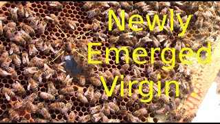 Honey bee mating swarm gone bad Part Two [upl. by Salguod]