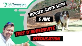 Pourquoi mon chien de race Berger Australien en liberté ne mécoute pas et tire sur la laisse [upl. by Atel]