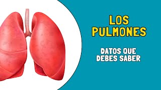 💥 Los PULMONES y la RESPIRACIÓN Datos curiosos [upl. by Ikkim34]