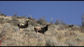 20 Trophy Elk Kill Shots with White Peaks Outfitters Idaho [upl. by Latihs671]