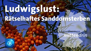 Ludwigslust Rätselhalftes Sanddornsterben  tagesthemen mittendrin [upl. by Nodanrb]