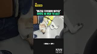 지하철서 잠든 안내견에 승객들 ‘긴장’…이유 알고보니 ‘훈훈’  KNN [upl. by Ennayr120]