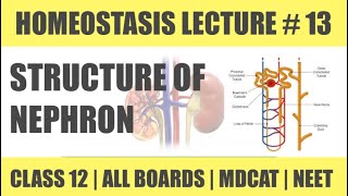 STRUCTURE AND TYPES OF NEPHRON 2  CHAP HOMEOSTASIS  CLASS 12  MDCAT SERIES [upl. by Oikim709]