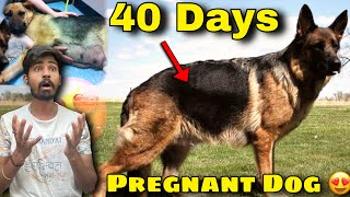 40 days pregnant dog 😍6 weeks pregnant dog l pregnant dog l pet lover surya [upl. by Ronaele]