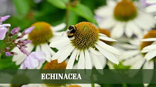 Scheinsonnenhut Echinacea  Alles zu Sorten Rückschnitt und Ansprüchen [upl. by Lyrradal]